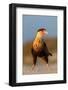 crested caracara juvenile, on beach, mexico-claudio contreras-Framed Photographic Print