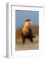 crested caracara juvenile, on beach, mexico-claudio contreras-Framed Photographic Print