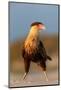 crested caracara juvenile, on beach, mexico-claudio contreras-Mounted Photographic Print