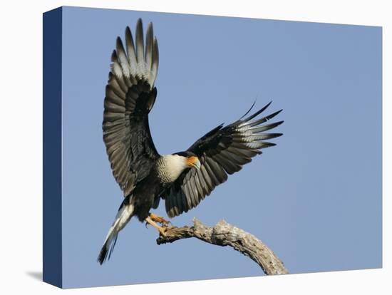 Crested Caracara Landing on Tree Branch, Cozad Ranch, Linn, Texas, USA-Arthur Morris-Stretched Canvas