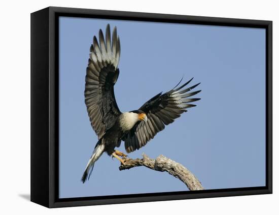 Crested Caracara Landing on Tree Branch, Cozad Ranch, Linn, Texas, USA-Arthur Morris-Framed Stretched Canvas