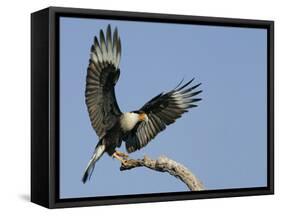 Crested Caracara Landing on Tree Branch, Cozad Ranch, Linn, Texas, USA-Arthur Morris-Framed Stretched Canvas