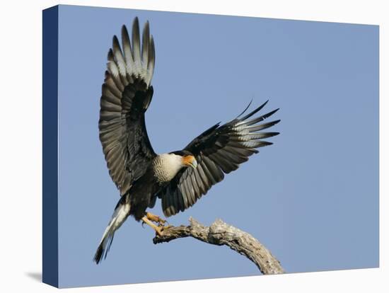 Crested Caracara Landing on Tree Branch, Cozad Ranch, Linn, Texas, USA-Arthur Morris-Stretched Canvas