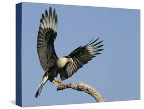 Crested Caracara Landing on Tree Branch, Cozad Ranch, Linn, Texas, USA-Arthur Morris-Stretched Canvas