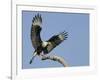 Crested Caracara Landing on Tree Branch, Cozad Ranch, Linn, Texas, USA-Arthur Morris-Framed Premium Photographic Print