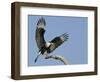 Crested Caracara Landing on Tree Branch, Cozad Ranch, Linn, Texas, USA-Arthur Morris-Framed Photographic Print