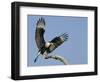 Crested Caracara Landing on Tree Branch, Cozad Ranch, Linn, Texas, USA-Arthur Morris-Framed Photographic Print