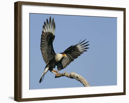 Crested Caracara Landing on Tree Branch, Cozad Ranch, Linn, Texas, USA-Arthur Morris-Framed Photographic Print