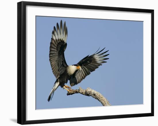 Crested Caracara Landing on Tree Branch, Cozad Ranch, Linn, Texas, USA-Arthur Morris-Framed Photographic Print