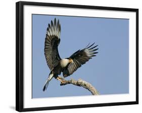 Crested Caracara Landing on Tree Branch, Cozad Ranch, Linn, Texas, USA-Arthur Morris-Framed Photographic Print