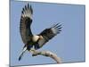 Crested Caracara Landing on Tree Branch, Cozad Ranch, Linn, Texas, USA-Arthur Morris-Mounted Photographic Print