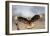 Crested Caracara Landing-Larry Ditto-Framed Photographic Print