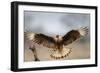 Crested Caracara Landing-Larry Ditto-Framed Photographic Print