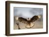 Crested Caracara Landing-Larry Ditto-Framed Photographic Print