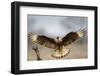 Crested Caracara Landing-Larry Ditto-Framed Photographic Print