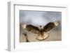 Crested Caracara Landing-Larry Ditto-Framed Photographic Print