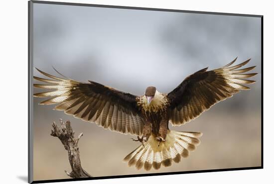 Crested Caracara Landing-Larry Ditto-Mounted Photographic Print