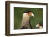 Crested caracara (Polyborus plancus), Pantanal, Mato Grosso, Brazil, South America-Sergio Pitamitz-Framed Photographic Print