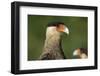 Crested caracara (Polyborus plancus), Pantanal, Mato Grosso, Brazil, South America-Sergio Pitamitz-Framed Photographic Print