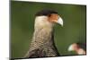 Crested caracara (Polyborus plancus), Pantanal, Mato Grosso, Brazil, South America-Sergio Pitamitz-Mounted Photographic Print