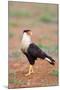 Crested Caracara scavenging for meat on animal carcass.-Larry Ditto-Mounted Photographic Print