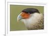 Crested caracara, south Florida-Adam Jones-Framed Photographic Print