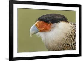 Crested caracara, south Florida-Adam Jones-Framed Photographic Print