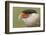 Crested caracara, south Florida-Adam Jones-Framed Photographic Print