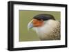 Crested caracara, south Florida-Adam Jones-Framed Photographic Print