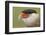 Crested caracara, south Florida-Adam Jones-Framed Photographic Print