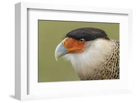 Crested caracara, south Florida-Adam Jones-Framed Photographic Print