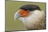 Crested caracara, south Florida-Adam Jones-Mounted Photographic Print