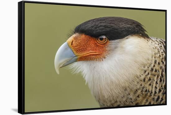 Crested caracara, south Florida-Adam Jones-Framed Stretched Canvas