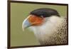 Crested caracara, south Florida-Adam Jones-Framed Photographic Print