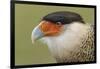 Crested caracara, south Florida-Adam Jones-Framed Photographic Print