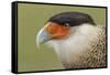 Crested caracara, south Florida-Adam Jones-Framed Stretched Canvas