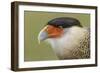 Crested caracara, south Florida-Adam Jones-Framed Photographic Print