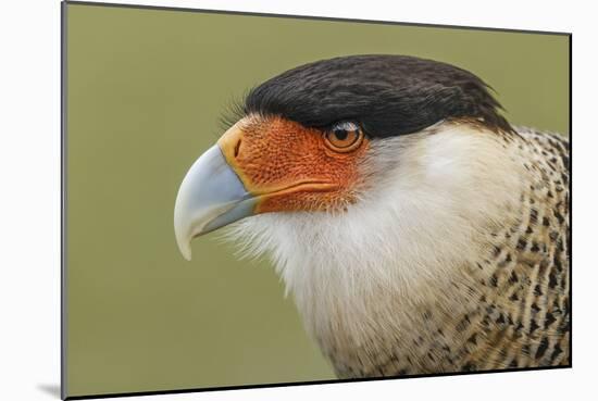 Crested caracara, south Florida-Adam Jones-Mounted Photographic Print