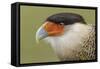 Crested caracara, south Florida-Adam Jones-Framed Stretched Canvas