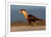 crested caracara walking on beach, mexico-claudio contreras-Framed Photographic Print
