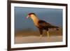 crested caracara walking on beach, mexico-claudio contreras-Framed Photographic Print