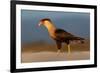 crested caracara walking on beach, mexico-claudio contreras-Framed Photographic Print