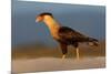 crested caracara walking on beach, mexico-claudio contreras-Mounted Photographic Print