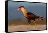 crested caracara walking on beach, mexico-claudio contreras-Framed Stretched Canvas