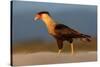 crested caracara walking on beach, mexico-claudio contreras-Stretched Canvas