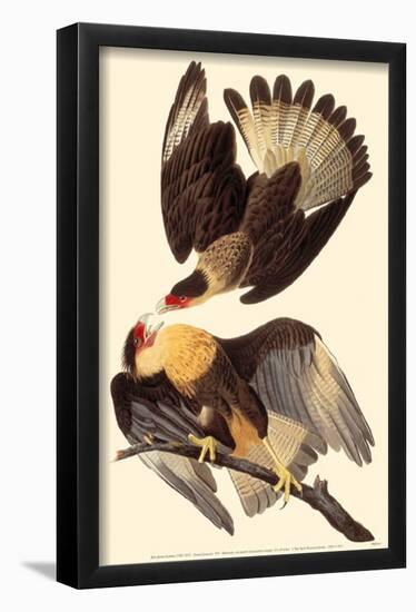 Crested Caracara-null-Framed Poster