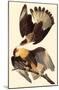 Crested Caracara-null-Mounted Poster