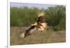 Crested Caracaras juvenile landing-Larry Ditto-Framed Photographic Print