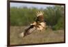 Crested Caracaras juvenile landing-Larry Ditto-Framed Photographic Print
