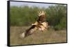 Crested Caracaras juvenile landing-Larry Ditto-Framed Stretched Canvas
